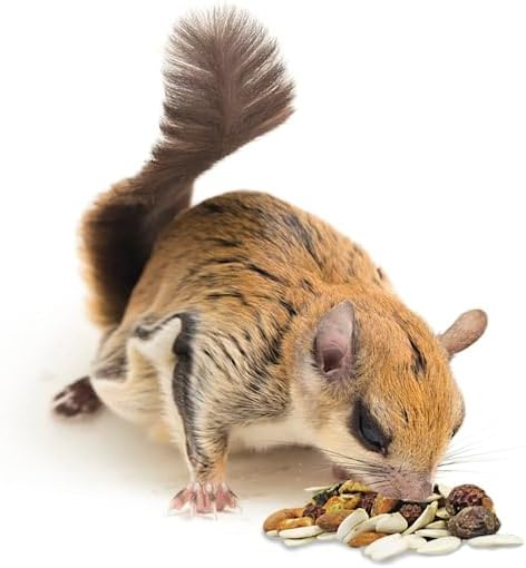 Exotic Nutrition Squirrel Complete (1.75 lb.) - Healthy Natural Food - Nutritional Diet for Pet & Captive Squirrels - Ground, Grey, Flying Squirrels, & Chipmunks