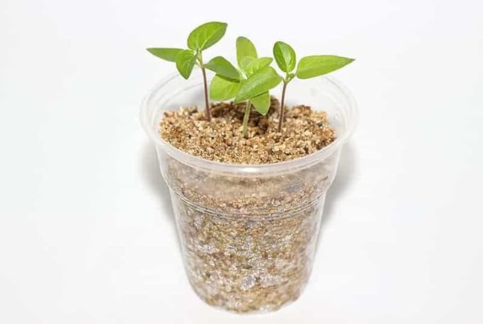 Gardenera Premium Soil Amendment - Enhance Plant Health with The Ideal Blend of Perlite and Vermiculite - 2 Quart