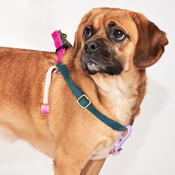 FOUND MY ANIMAL - The Original Jolie Webbing Cotton Cat & Dog Harness (Large) - Hand Dyed & Crafted Dog Harness - Adjustable, Pet Harness with Solid Brass Rings & Buckle Dog Training Harness