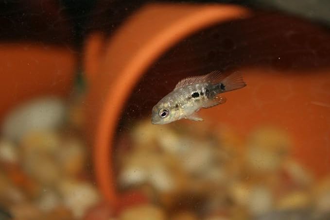 Aquatic Foods Inc. Nano Fry Powder, 55% Protein Vitamin Rich Floating/Slow Sinking Powdered Fry Growth Food for All Tropical Fish, Baby Cichlids, Bettas, Tetras, Guppies…5oz Squeeze Bottle