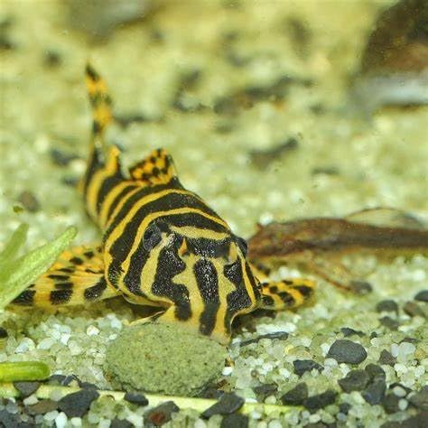 Aquatic Foods Inc. 12mm 1/2" Sinking Wafers of Algae & Spirulina Ideal for Plecos, Bottom Fish, Catfish, Shrimp, Snails, Crayfish, All Herbivorous & Omnivorous Tropical Fish...AFI Wafers..25-lbs