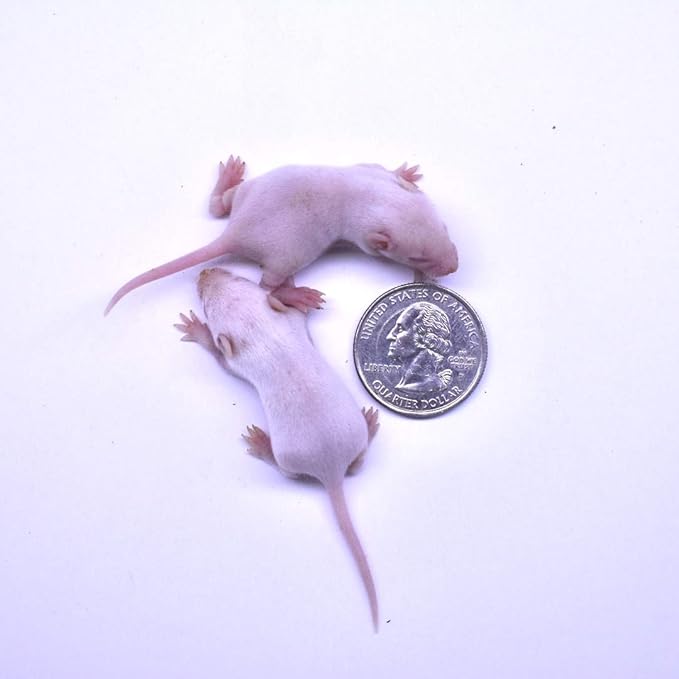 MiceDirect EST. 2003 150 Frozen Mice Combo Pack of Small Fuzzies and 50 Fuzzies Feeders Snake Food for Corn Snakes Ball Pythons Lizards (.5-1.5 in)(500 Grams Min)