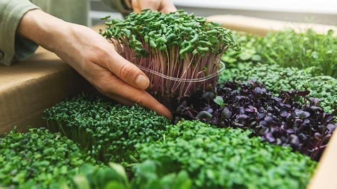 Gardenera Organic Microgreens Premium Potting Mix - Grow Vibrant Microgreens - 4 Quart