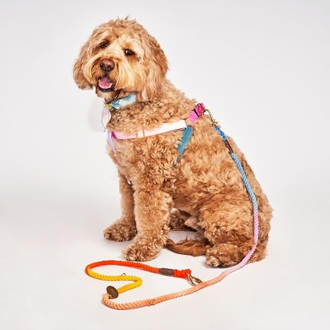 FOUND MY ANIMAL - The Original Jolie Webbing Cotton Cat & Dog Harness (Large) - Hand Dyed & Crafted Dog Harness - Adjustable, Pet Harness with Solid Brass Rings & Buckle Dog Training Harness