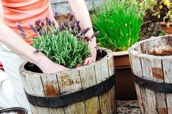 Gardenera Organic Moisture Control Potting Mix - Absorbs 33% More Water Than Basic Potting Soil - 1 Quart