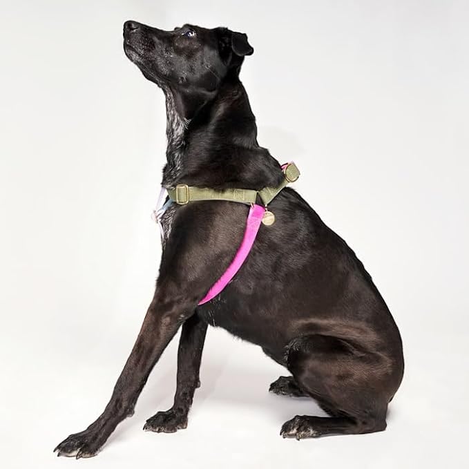 FOUND MY ANIMAL - The Original Jolie Webbing Cotton Cat & Dog Harness (Large) - Hand Dyed & Crafted Dog Harness - Adjustable, Pet Harness with Solid Brass Rings & Buckle Dog Training Harness