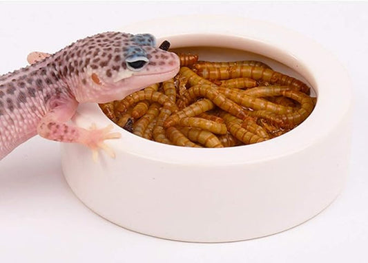 Reptile Food Water Bowl, 2 pcs Ceramics Worm Dish,Anti-Escape Reptile Water Feeder,Mealworm Bowl for Lizard Gecko Bearded Dragon, (S,M,L) (Medium)