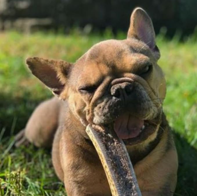 WhiteTail Naturals | Split-Cut Elk Red Deer Antlers for Dogs | (6 Pack Medium) | Cruelty Free | Naturally Shed Elk Dog Chew Bones