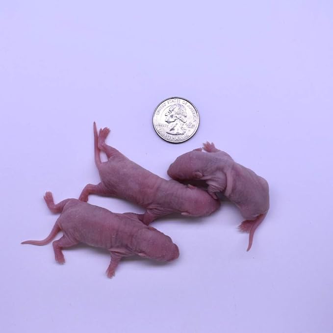 MiceDirect EST. 2003 30 Frozen Rat Combo Pack 15 Rat Fuzzies and 15 Pup Feeders Snake Food for Baby Ball Pythons and Boas (2-3.5 in)(435 Grams Min)