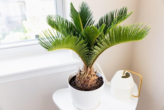 Elevate Your Space with Gardenera's Organic Potting Mix - Tailored for Healthy SOGO Palm Plants and Striking Form - 2 Quart