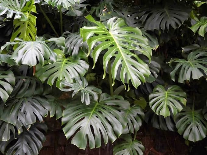 Premium Monstera Borsigiana Soil Mix - Trusted by Horticulture Experts for Strong and Healthy Plants by Gardenera - 20 Quart (4 Bags of 5 Quart)