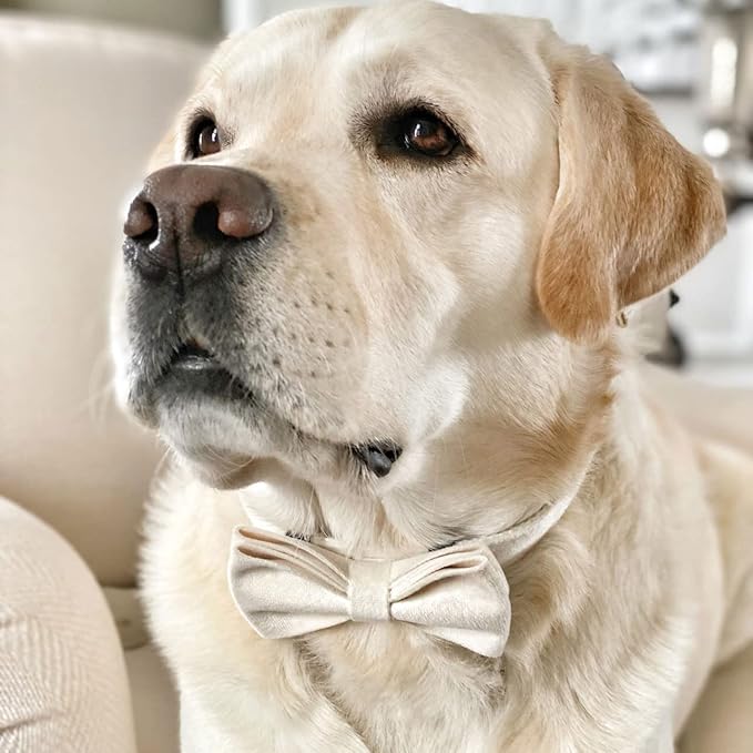 PETDURO Personalized Dog Collar Cream Soft Velvet for Large Medium Small Boy Girl Dogs - Custom Collar with Name Phone Engraved on Gold Metal Buckle - Add Matching Leash Bow Set via Customize Now