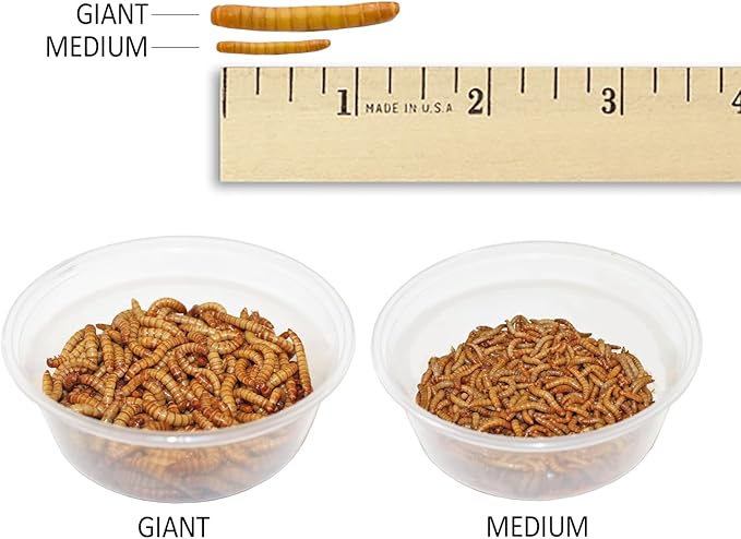 Exotic Nutrition Medium Live Mealworms (1/2") (2,000 Pack)
