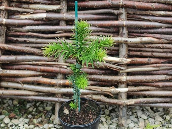 GARDENERA Premium Araucaria Potting Soil Mix - Perfect Balance of Nutrients, Drainage, and Aeration for Healthy Araucaria Trees - 4 Quart