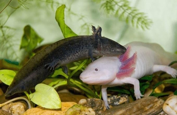 Aquatic Foods Inc. Axolotl Blackworm Pellets. 3mm-1/8 Sinking California Blackworm Medium Pellets for Medium/Large Axolotl, Frogs, Shrimp, Salamanders, Newts, Snails…2-lbs 4oz Jar