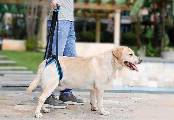 Adjustable Pet Dogs Lift Support Harness Breathable Mesh Padded Sling Straps Canine Support Rehabilitation for Injuries Arthritis Weak hind Legs & Joints, Blue (L)