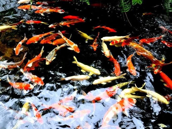 Double Chamber Fine Net Aquarium Breeder & Isolation Tank 10 Inches Long, Aquatic Fish Breeding Box, Fry Isolation Box, Hatching Box, Juvenile Spawning Incubator