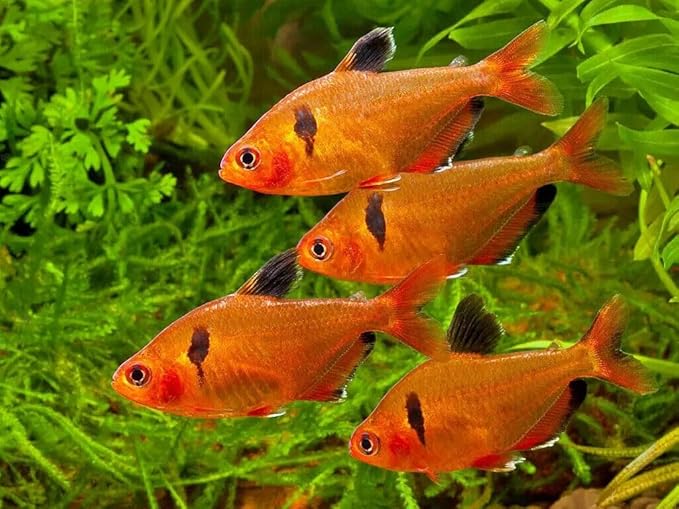Aquatic Foods Inc. 0.5mm - 1/64" Tropical & Community Fish Floating Micro Pellets for Tetras, Guppies, Angel Fish, Small Cichlids, Goldfish. All Tropicals. - WL…3-lbs 12oz Jar