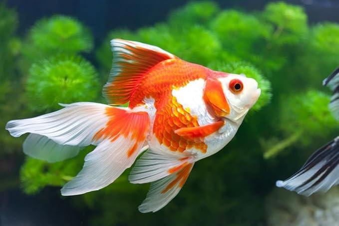 Aquatic Foods Inc. Goldfish Flakes, 42% Protein Color Enhancing and Spirulina Flakes for Aquarium & Pond Goldfish, Koi and All Pond Fish...WL…3-lbs Poly Bag