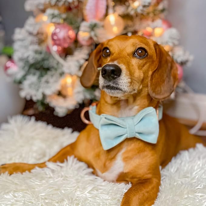 PETDURO Custom Dog Collar Personalized with Name Engraved Quick Release Rose Gold Metal Buckle for Large Medium Small Girl Dogs - Dog Leash and Bow Tie Available - Soft Comfy Velvet (Mint Blue, XS)