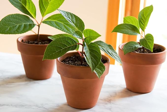 Elevate Your Plant Propagation Success with Gardenera's Premium Potting Mix: Canadian Peat Moss, Perlite, Warm Castings, and Lime - 4 Quart
