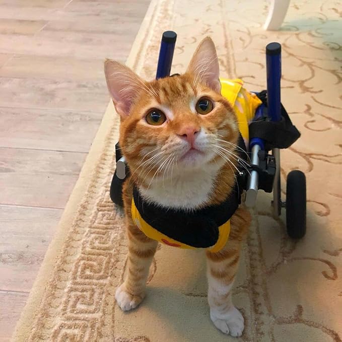 Walkin' Wheels Lightweight – for Small Cats 2 to 20 Pounds – Veterinarian Approved – Cat Wheelchair for Back Legs, for Cats 11-20 lbs, 7-8 inches Leg Height – Seafoam
