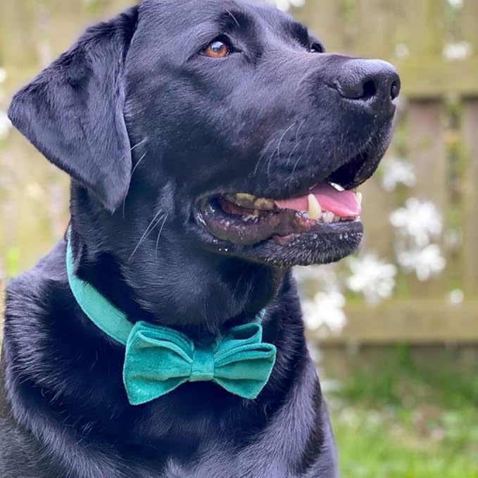 PETDURO Custom Dog Collar Personalized with Name Engraved Rose Gold Metal Buckle for Large Medium Small Dogs - Soft Cute Velvet Dog Leash and Bow Tie Available (Christmas Green RG, M)
