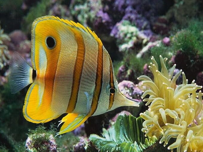 Aquatic Foods Inc. Marine Fish Flakes of Red & Green Algae, Seaweeds for Tangs, Butterflies, Angelfish, Anthias, Clown Fish, Damsels...WL 1-lb 2oz Lg Jar