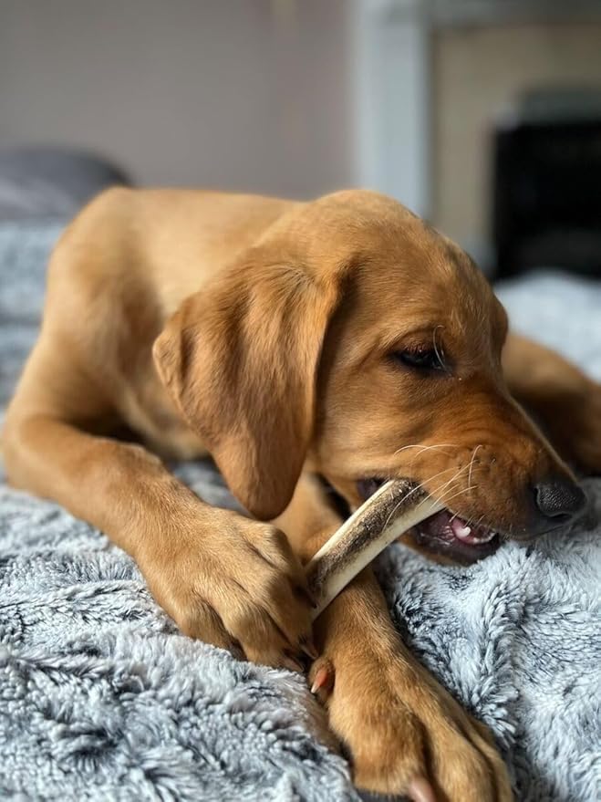 WhiteTail Naturals Dog Chews - Split Elk Antlers for Large Dogs, Agressive Chewers - Antler Dog Bones - Long Lasting Naturally Shed Deer Horns