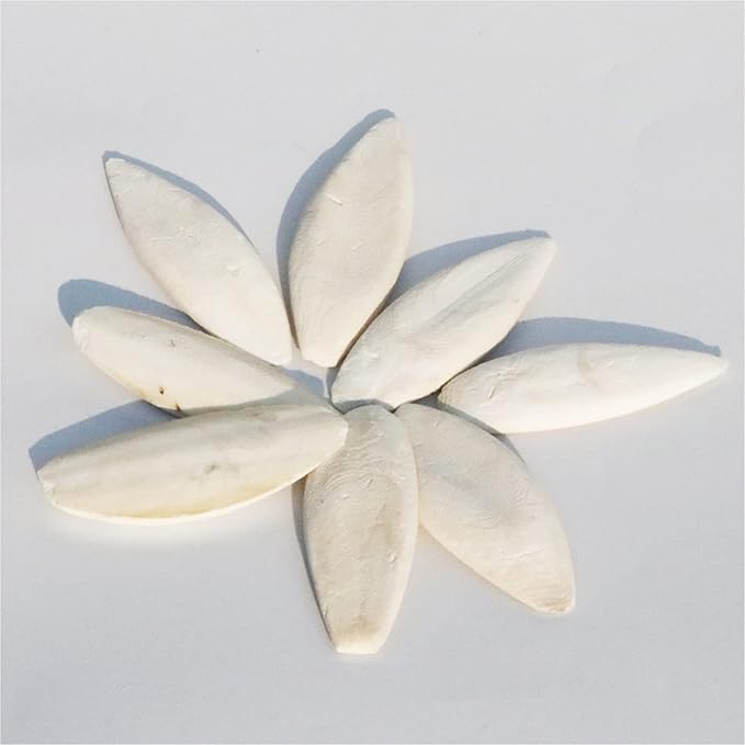 Afkengung 6 Pieces Natural Cuttlebone Calcium Block for Birds Parakeets Reptiles Turtles Grindable Powder Feeding Natural Calcium Supply Improve Pet Immunity Each 4.3-5.1 Inch