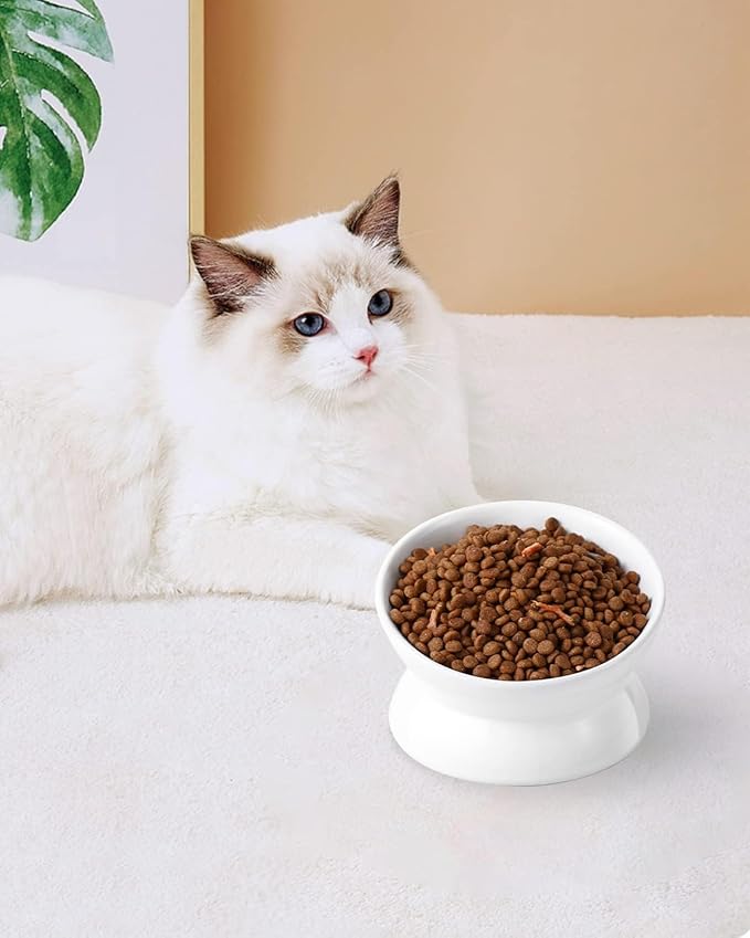 LoeJan Elevated Cat Food Bowl, 5 Oz Ceramic Raised and Tilted Water Bowl, Anti Vomiting and Protect Pets' Spines Dishes for Small Dog, Fat Faced Cat, Kitten (White, 3 Pack)
