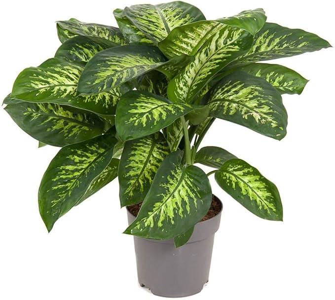 Gardenera Premium Dumb Cane Potting Soil Mix - Ideal Blend for Growing Robust and Healthy Dumb Cane Plants - 1 Quart