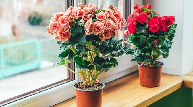 Gardenera Begonia Plant Potting Soil - All-Natural Blend for Thriving Begonia Plants - Boosts Root Health and Enchanting Blooms - 10 Quart