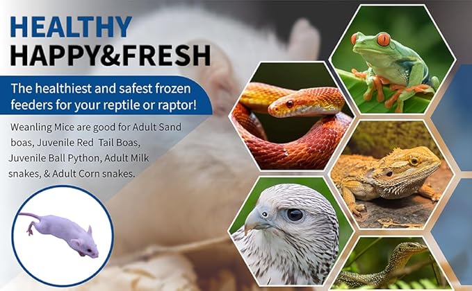 MiceDirect 200 Frozen Mice Weanling Feeders Snake Food for Juvenile Red Tail Boas Ball Python Adult Milk Snakes Corn Sand Boa (2-2.5 in) (Pack of 200) (2600 Grams Min)