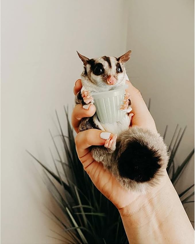 Nectar Pods (Yogurt) - Calcium-Fortified Jelly Fruit Treat - Sugar Gliders, Marmosets, Squirrels, Parrots, Cockatiels, Parakeets, Lovebirds, Conures, Hamsters, Day Geckos, Kinkajous & Other Small Pets