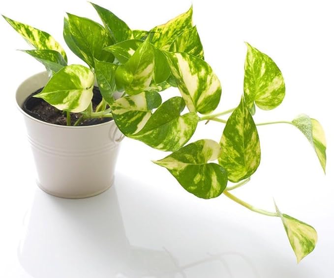 Premium Epipremnum Plant Soil Mix by Gardenera - Stimulate Growth and Elevate Foliage Beauty with Nourishing Formula - 5 Quart