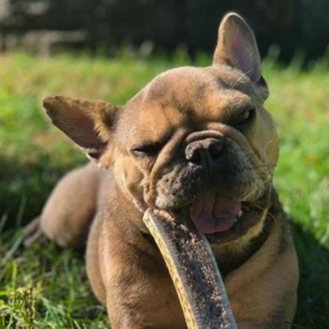 WhiteTail Naturals - Premium Split Elk Antlers for Dogs - (3 Pack Small to Medium) - All Natural, Dog Chew Bones - Naturally Shed, Cruelty-Free, Antler Chews