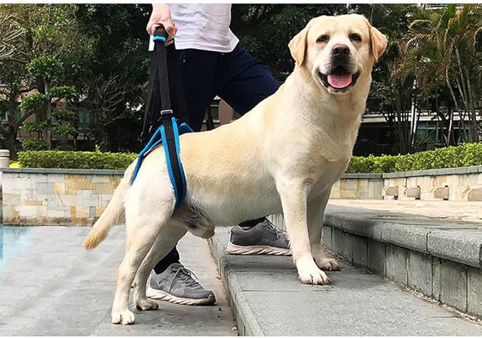 Adjustable Pet Dogs Lift Support Harness Breathable Mesh Padded Sling Straps Canine Support Rehabilitation for Injuries Arthritis Weak hind Legs & Joints, Blue (L)