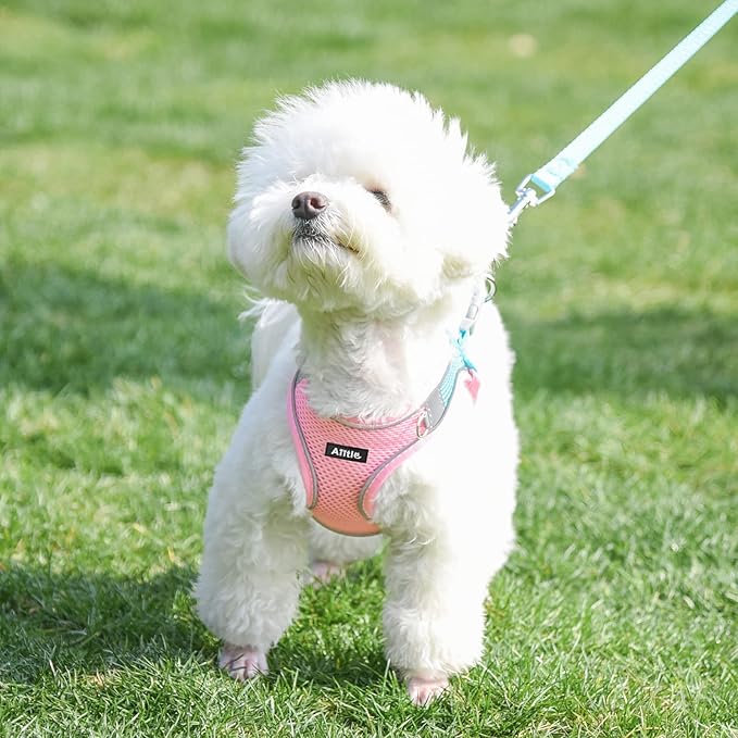 AIITLE Dog Harness, Summer No-Pull Cat Harness with a Leash, Adjustable Reflective Dog Vest, Cat Harness Escape Proof, Outdoor Walking, Camping for Extra Small Dogs and House Cats Pink XXXS