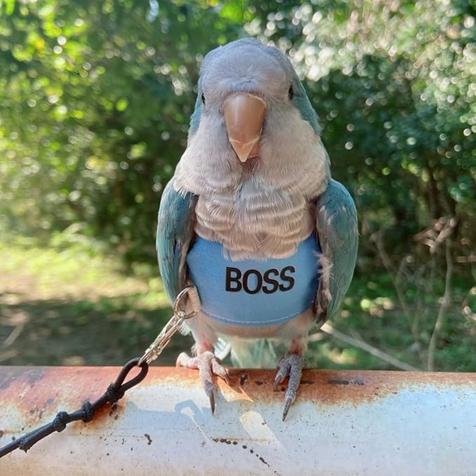 Bird Flight Harness Vest, Parrot Flight Suit with Leash, Bird Flying Clothes with Rope and Handle for Outdoor Activities (M)