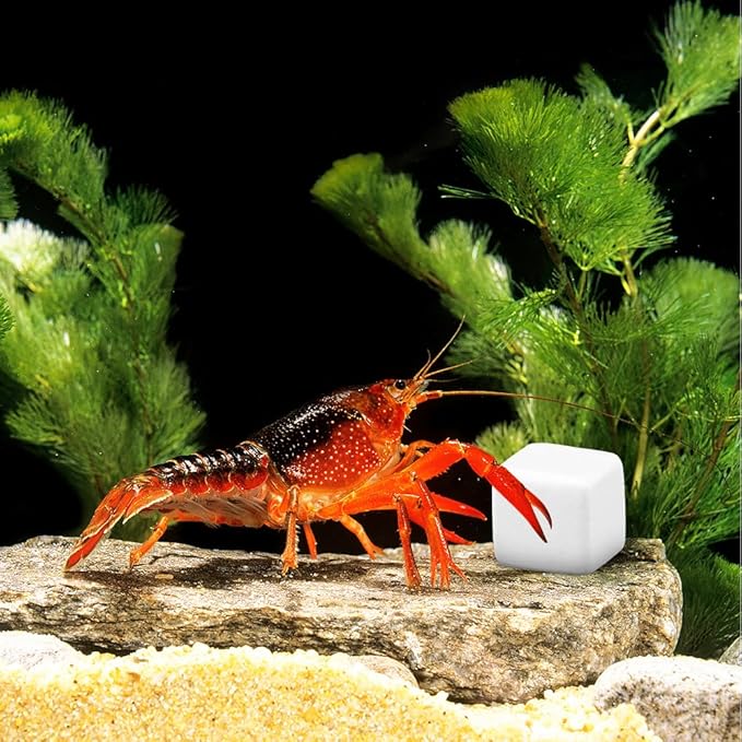 DQITJ 24 Pcs Reptile Calcium Stone Natural Calcium Mineral for Turtle Tortoise Lizard Frog Chameleon Reptiles