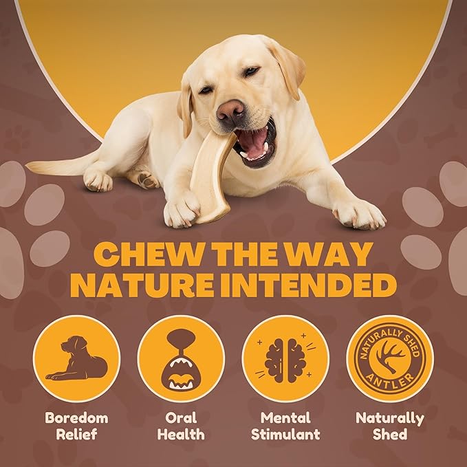 WhiteTail Naturals - Premium Split Elk Antlers for Large Dogs - (Extra Large-1Pack) - Elk Horn Dog Chews - Naturally Shed, Antler Chew Bone - Long Lasting, Crafted in USA