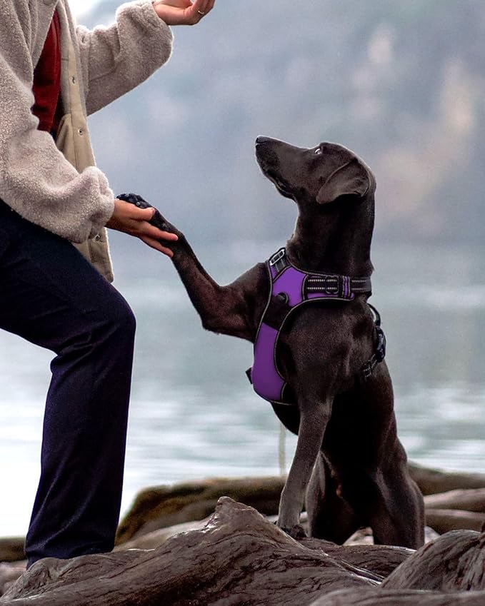 Joytale No Pull Dog Harness for Small Dogs, Reflective Pet Vest with Front Clip, Adjustable Soft Padded Harnesses with Easy Control Handle for Training and Walking, Purple, S