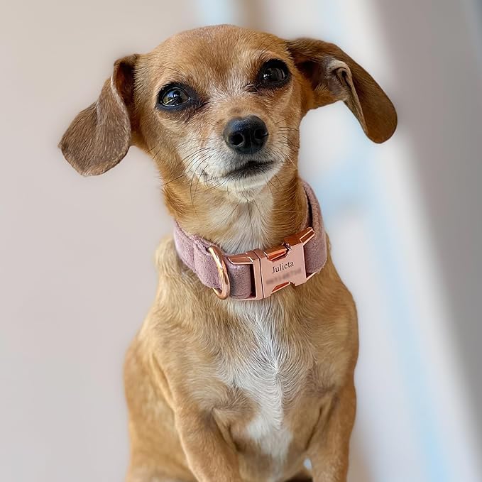 PETDURO Custom Dog Collar Personalized with Name Engraved Rose Gold Metal Buckle for Large Medium Small Girl Dogs - Dog Leash and Bow Tie Available - Soft Comfy Velvet (Champagne Pink RG, L)