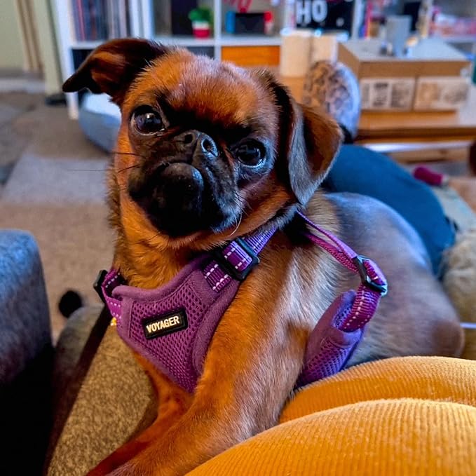 Best Pet Supplies Voyager Mesh Dog Breathable Harness Reflective Stitching, All Weather Adjustable for Walking Training, or Running - Heavy Duty & Durable, Harness Leash Set (Purple), M