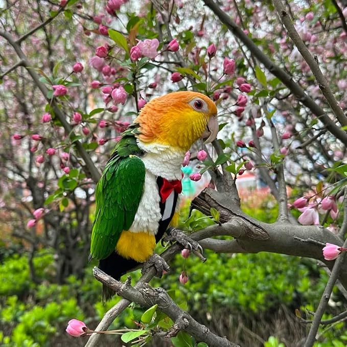 Bird Diapers Bird Harness Tuxedo Flight Suits with 80in Flying Leash Parrot Nappy with Waterproof Inner Layer Urine Wet Suite for Cockatiel Conure Parakeet Macaw Budgie-Black,M