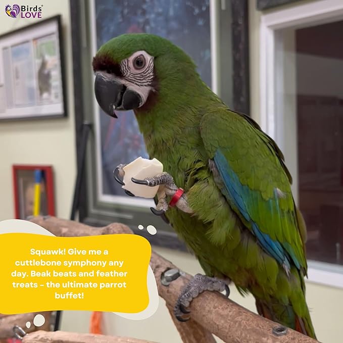 Birds LOVE Natural Cuttlebone for Birds & Reptiles – 100% Pure Sun-Dried Calcium Supplement – Supports Beak, Bone & Shell Strength – Safe Daily Use - 2 Pack with Holder, Size 5.5 to 6"