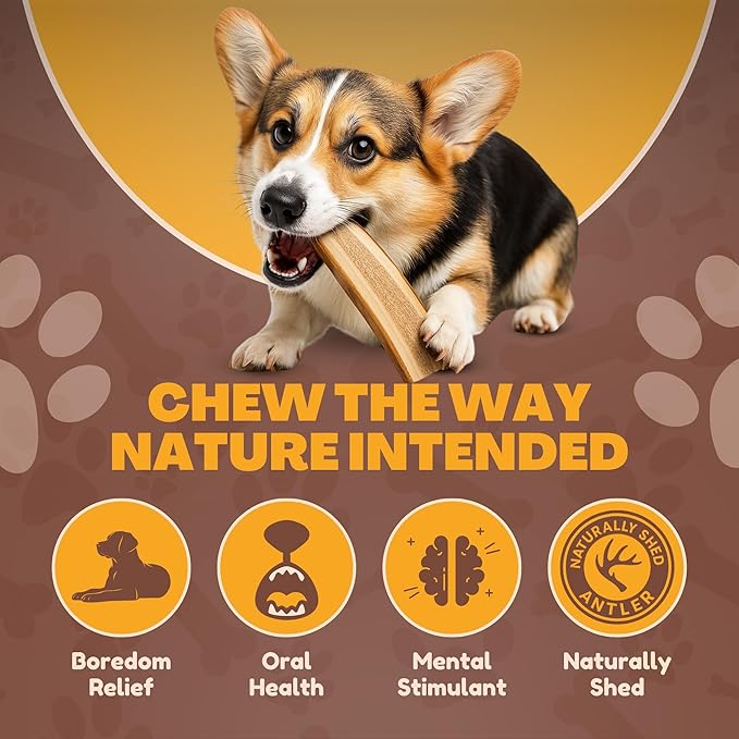 WhiteTail Naturals | Split-Cut Elk Red Deer Antlers for Dogs | (6 Pack Medium) | Cruelty Free | Naturally Shed Elk Dog Chew Bones