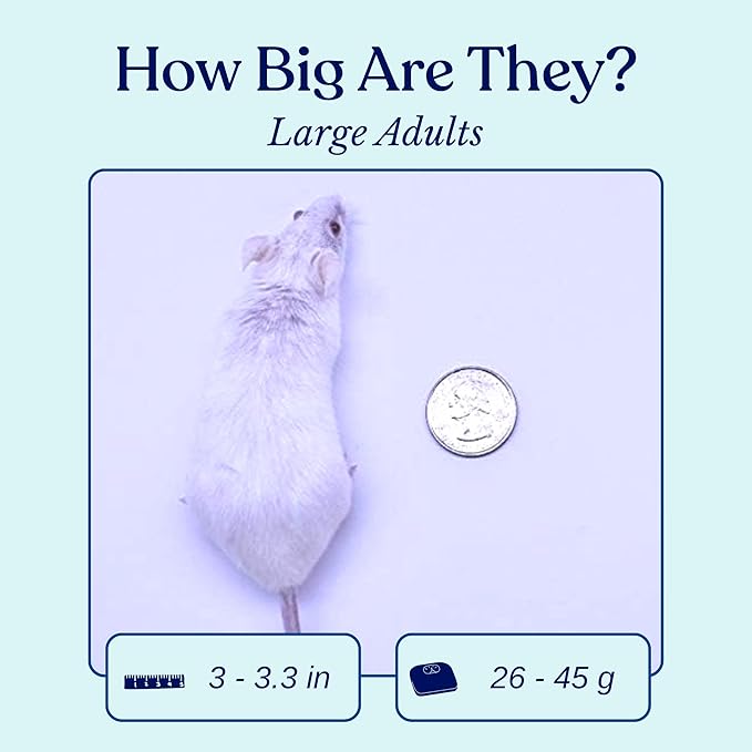 MiceDirect Frozen Large Adult Feeder Mice Food for Adult Ball Pythons Juvenile Red Tale Boa Monitors Lizards, 40 Ounce (100 Count)