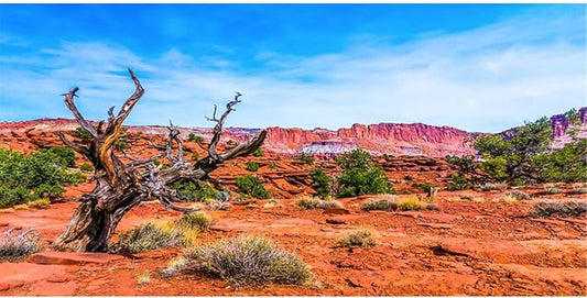 AWERT 30x12 inches Reptile Habitat Background Blue Sky Oasis Orange Desert Terrarium Background
